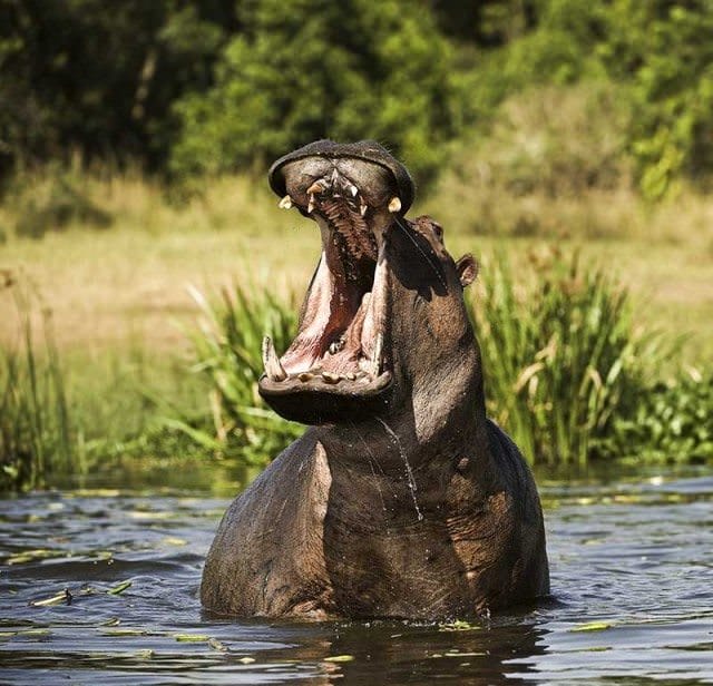 A yawning hippo in Africa. Hippo in the Botswana national park