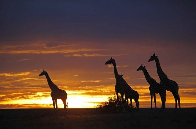 Giraffes at sunset in Botswana Giraffes in the sunset