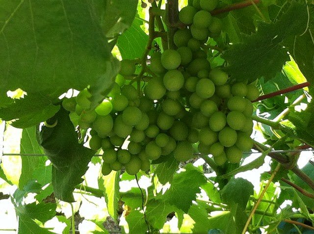 Douro - Grapes