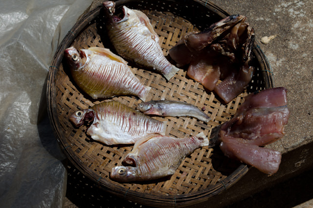 Fresh fish, curing in the sun. Photo © 2013 Aaron Saunders