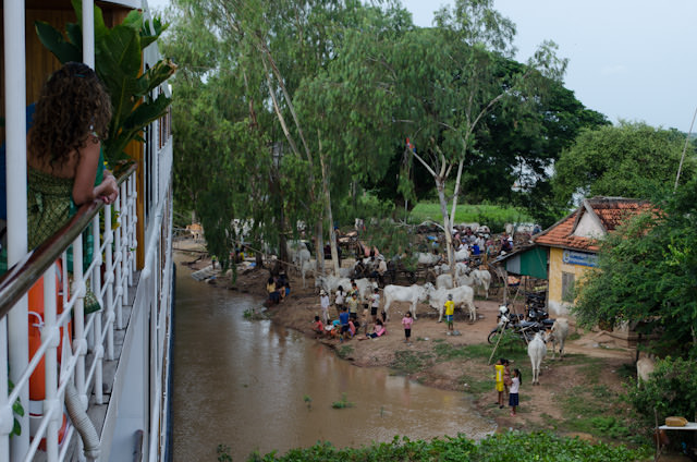 Guests onboard AmaLotus view the scene in Kampong Tralach, which was like stepping back in time two hundred years. Photo © 2013 Aaron Saunders