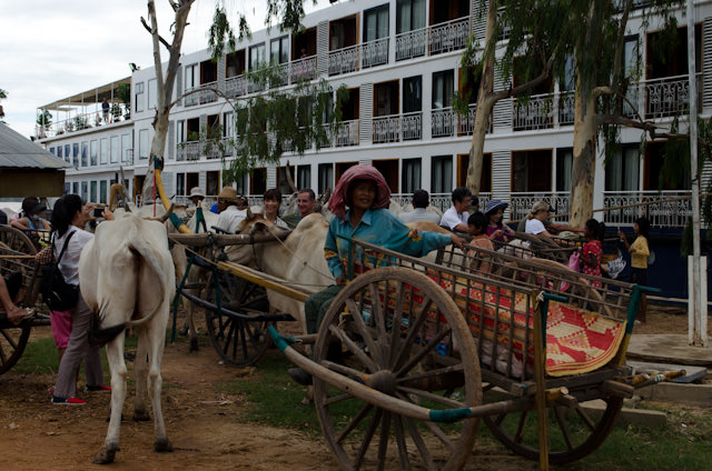 A total of 60 ox carts came alongside one by one in the early morning hours, pulled by 120 oxen. Photo © 2013 Aaron Saunders