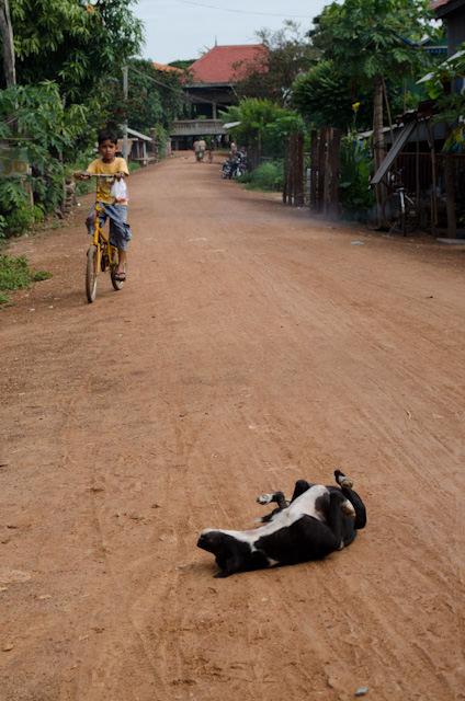 A dog rolls around in the middle of the road in Koh Chen. Photo © 2013 Aaron Saunders