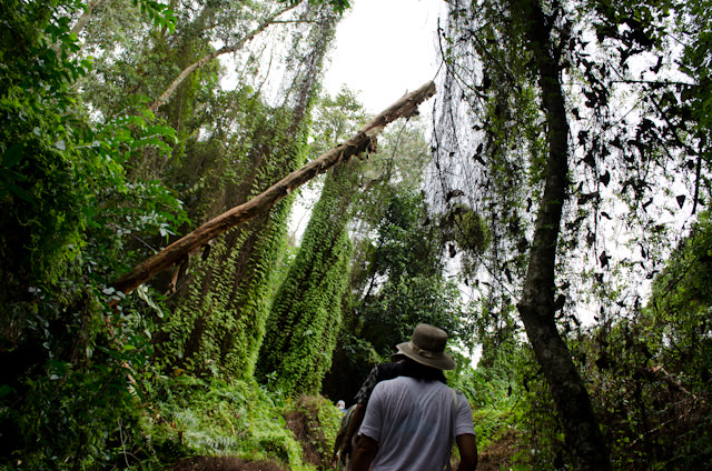 Journeys through the jungle in Xeo Quyt; just one of the adventures today in Vietnam aboard AmaLotus.