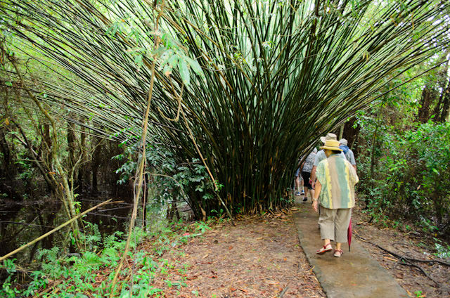 Walking through the jungle at Xeo Quyt, used during the Vietnam War. Photo © 2013 Aaron Saunders
