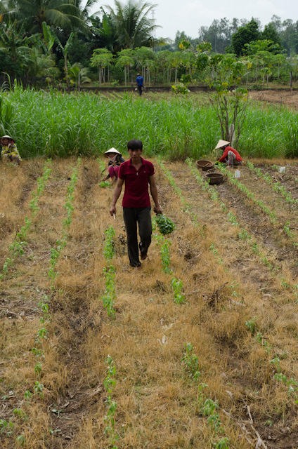 Working the fields, much the same way as it has been done for centuries. Photo © 2013 Aaron Saunders