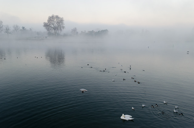 The view this morning: wintery fog and swans off Viking Baldur in Breisach, Germany. Photo © 2013 Aaron Saunders