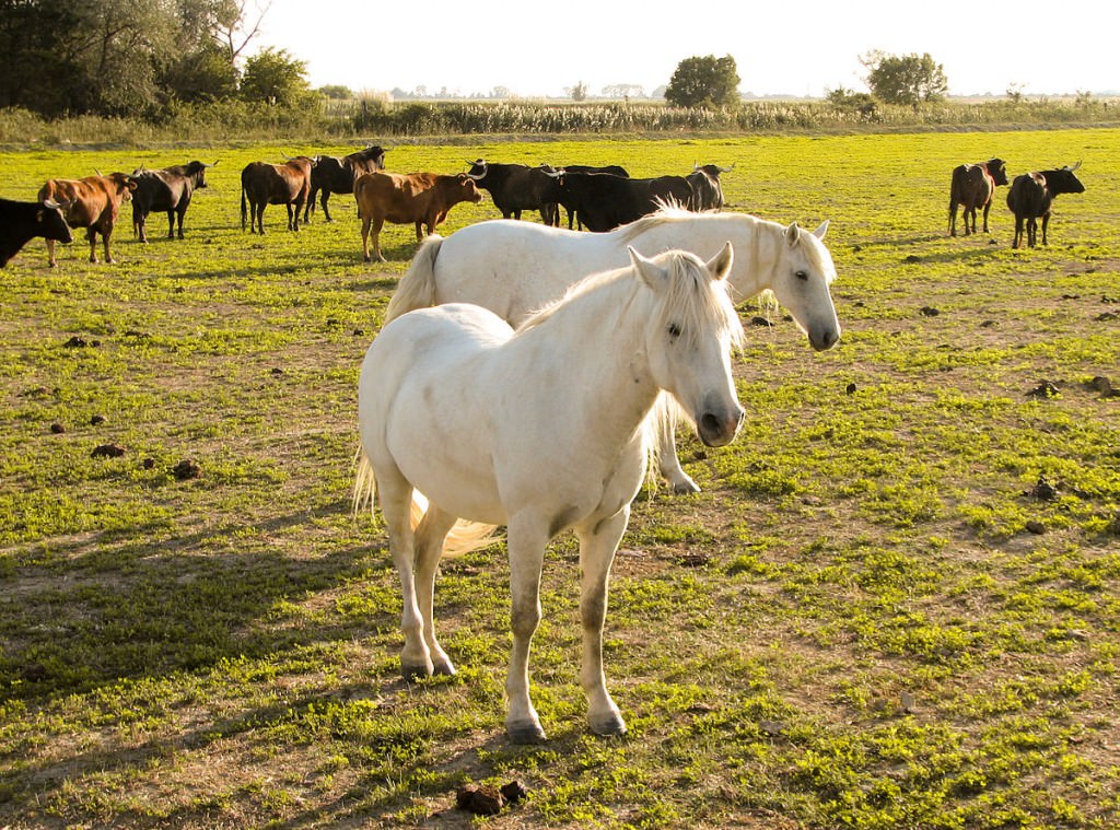 "Horses in the Camargue 1" by Norbert Nagel, Mörfelden-Walldorf, Germany - Own work. Licensed under CC BY-SA 3.0 via Wikimedia Commons - http://commons.wikimedia.org/wiki/File:Horses_in_the_Camargue_1.jpg#/media/File:Horses_in_the_Camargue_1.jpg